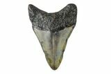 Juvenile Megalodon Tooth - North Carolina #172650-2